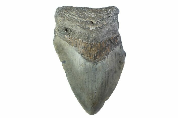 Partial, Fossil Megalodon Tooth - North Carolina #374075